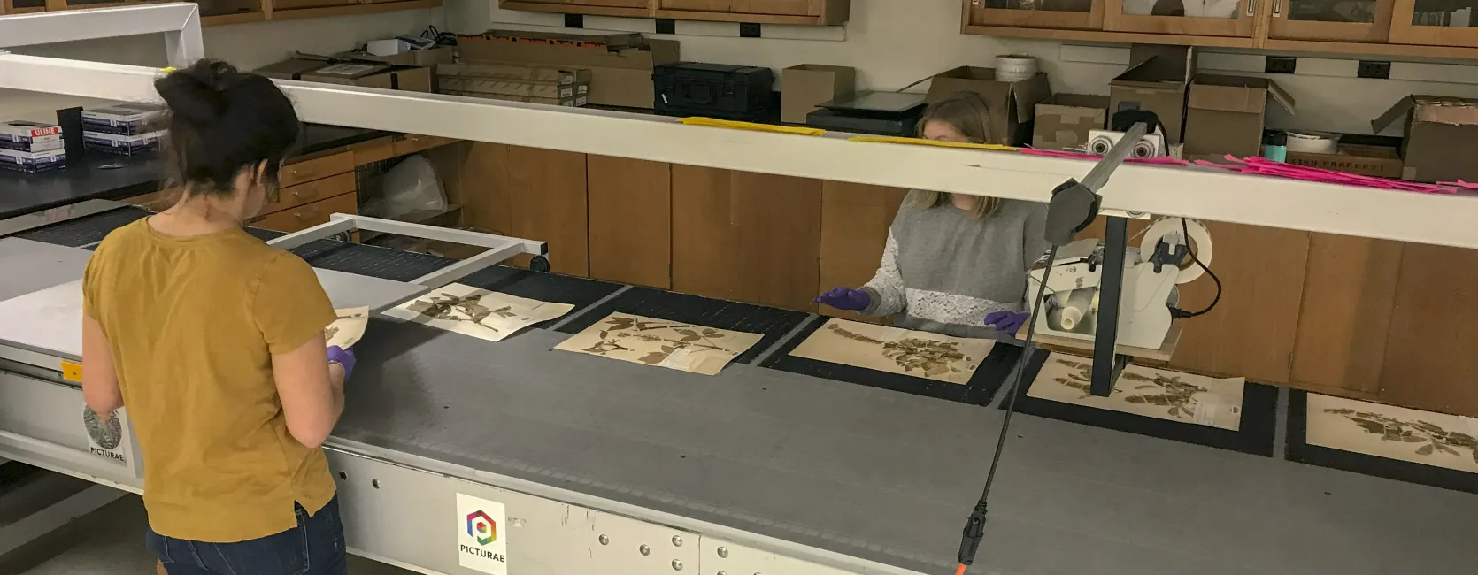 Inventoried Plant Groups