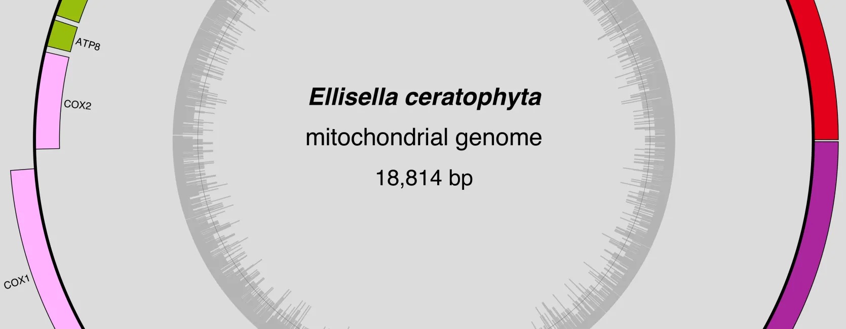 A circular figure with colored bars representing the genes of a mitochondrial genome.