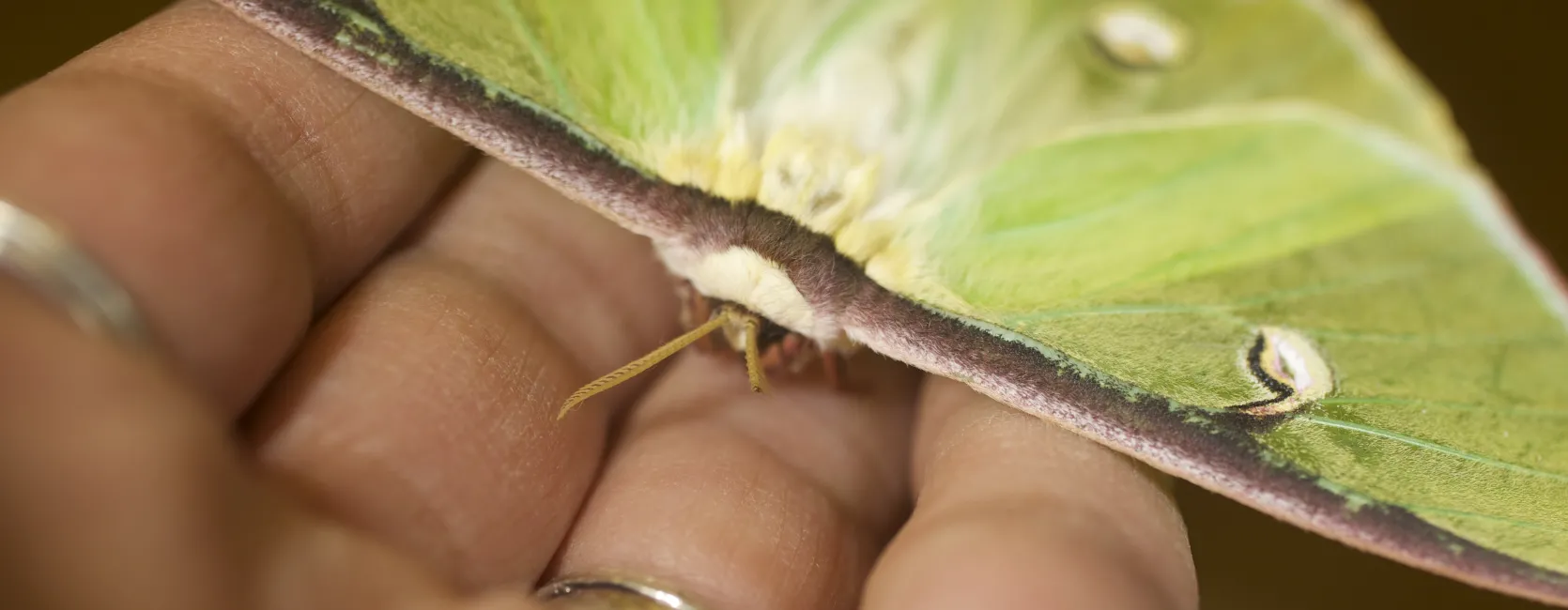 Luna Moth