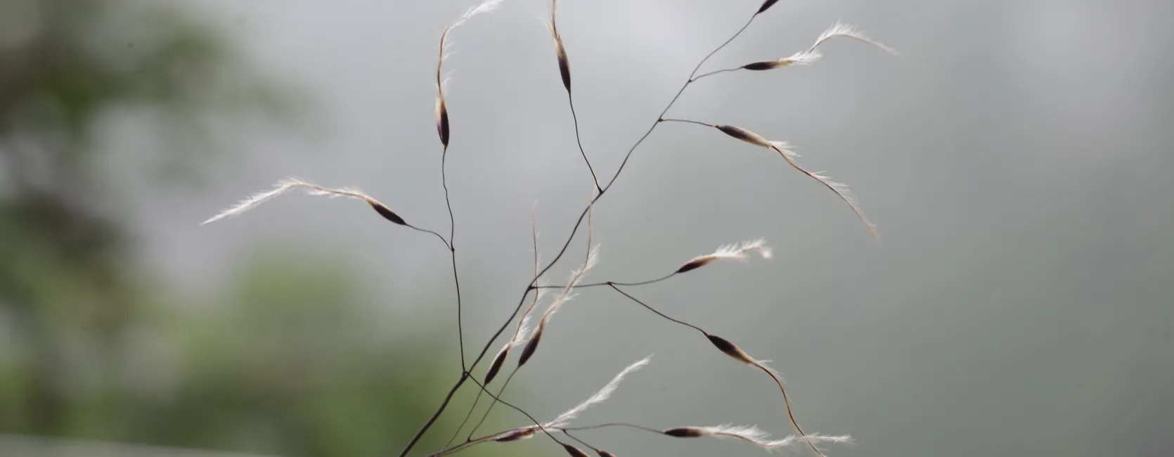 Grass Research