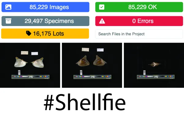 Diagram showing data statistics and specimen images for freshwater mollusks