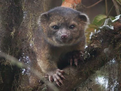 Small brown furry animal with rounded ears on a branch in a tree.