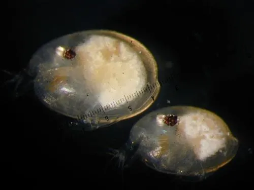 Two round lightly colored specimens in a dark environment