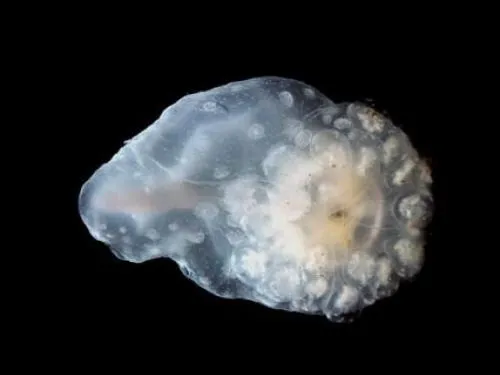 Transparent, tear-drop shaped animal with whitish dots around a circular center with a tiny hole, on a black background.