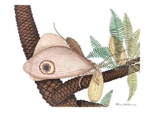 An insect with large wings on the branch of a plant