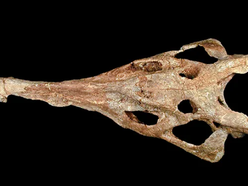 Overhead view of a long, triangular fossil skull