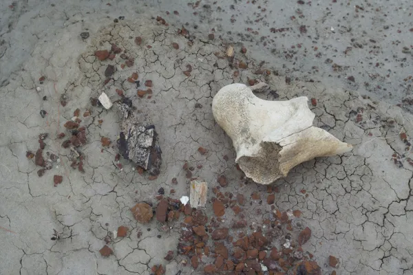 Natural objects, including whitish piece of bone and brown rocks, on cracked, gray substrate.