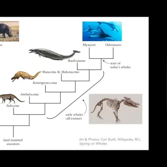 Paleontologist Nick Pyenson and host Laura Soul talk during a Zoom video webinar