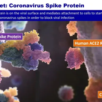 Video screenshot of spike protein on a coronavirus next to a cell in a human body.