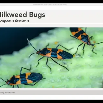 Three black and orange milkweed bugs on a green leaf