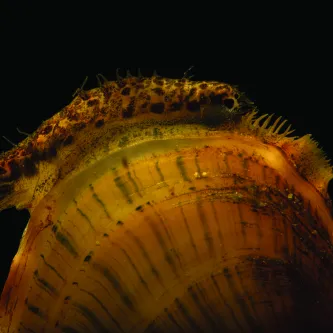 A closeup photo of a freshwater mussel