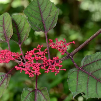 Flora of Puerto Rico and the Virgin Islands