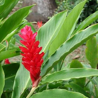 Alpinia purpurata