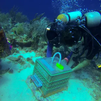 a scuba diver sets a milkcrate experiment on the bottom of the seafloor