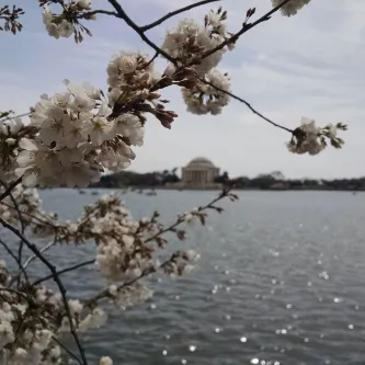 Cherry blossoms