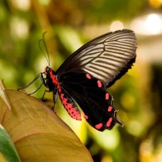 Large butterfly with black wings and pink body