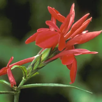 Aphelandra aurantiaca