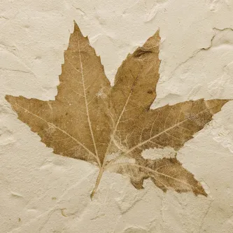 Brown fossil leaf with five points.