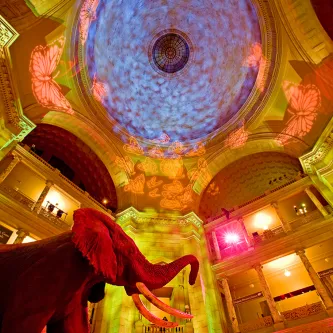 Upwards angle photo of the museums rotunda with yellow and pink lights projecting large butterflies on the ceiling dome