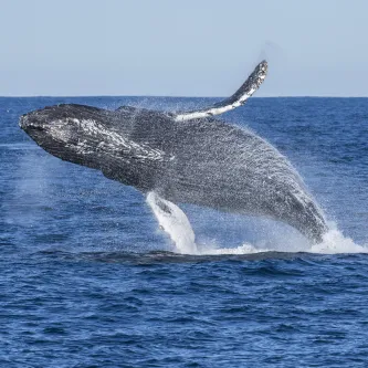 Humpback whale