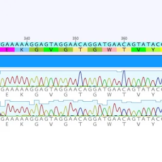 COI Sequence Fragment of a Sabellid worm