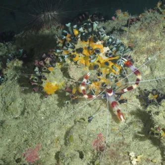 A white and rust-colored shrimp with long arms and antennae sits on top of a cluster of blue, purple and black cup-shaped corals