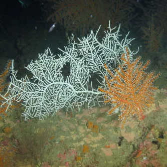 Bleached corals lay next to a piece of healthy orange coral