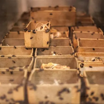 A photograph of dermestid insects amongst cardboard boxes holding animal remains