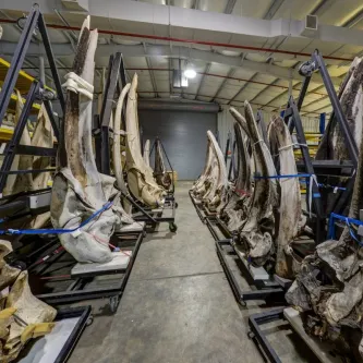 Photograph of whale bone storage at the museum support center