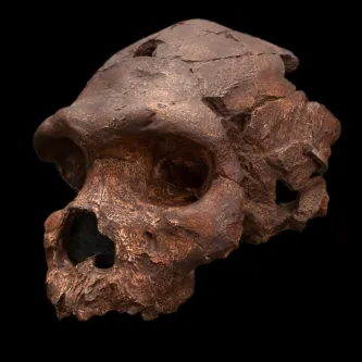 Homo heidelbergensis skull