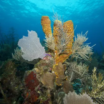 a grouping of different species of coral underwater, with the surface of the ocean visible in the background