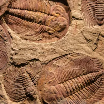 Explore the World of Paleobiology