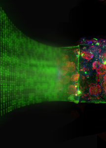 ARMS Bacteria Datastream (copyright https://www.microb3.eu/osd.html)