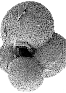 image of simplicissima