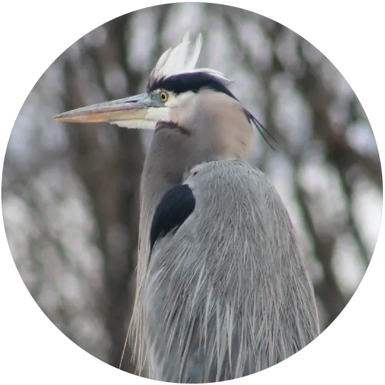 Side view of a great blue heron standing. It is a large bird with large, blue-gray wings, a long, pointed beak, and a crest of white features atop its head. Below the white are black feathers and then gray. In the background are out of focus tree trunks and branches.	