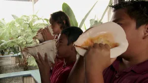 School children blowing into conch shells.