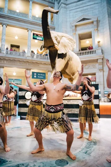 A Māori group, Te Tini A Maui, doing the haka in front of Henry the elephant at NMNH.