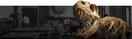 A dinosaur fossil that looks as if it's moving through a dark collections room.