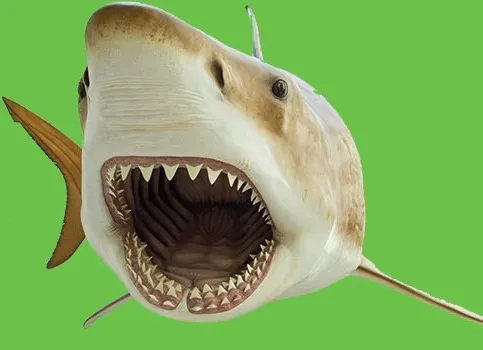 Mega-toothed Shark
