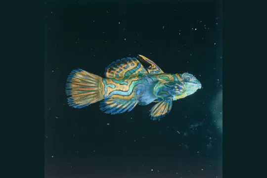 A blue and orange mandarinfish, or Synchiropus splendidus