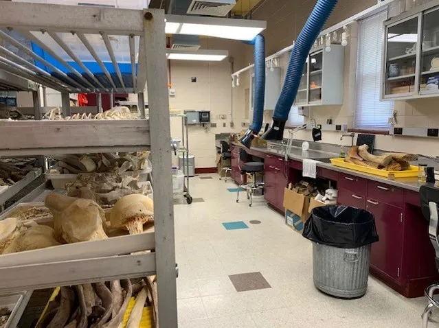 Multiple Bones in the process of being cleaned line a cart.