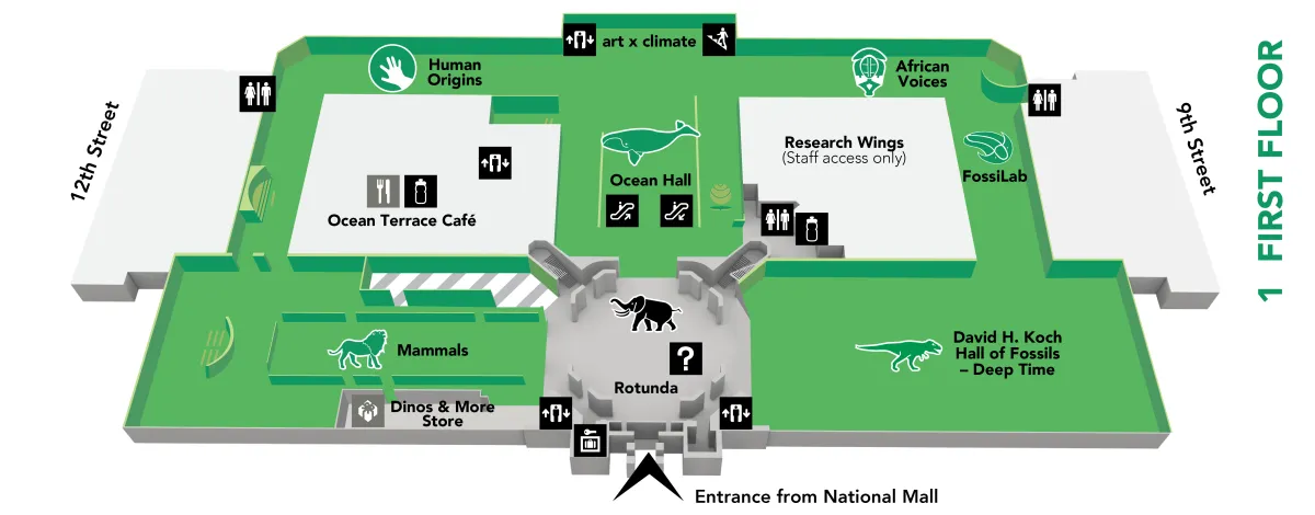 Map of the museum's first floor, which has these exhibits: African Voices, art x climate, FossiLab, Hall of Fossils – Deep Time, Human Origins, Mammals, Ocean Hall, and Rotunda and African Elephant. More details in the text below.