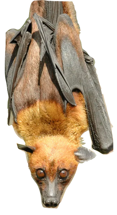 brown and tan bat hanging upside down