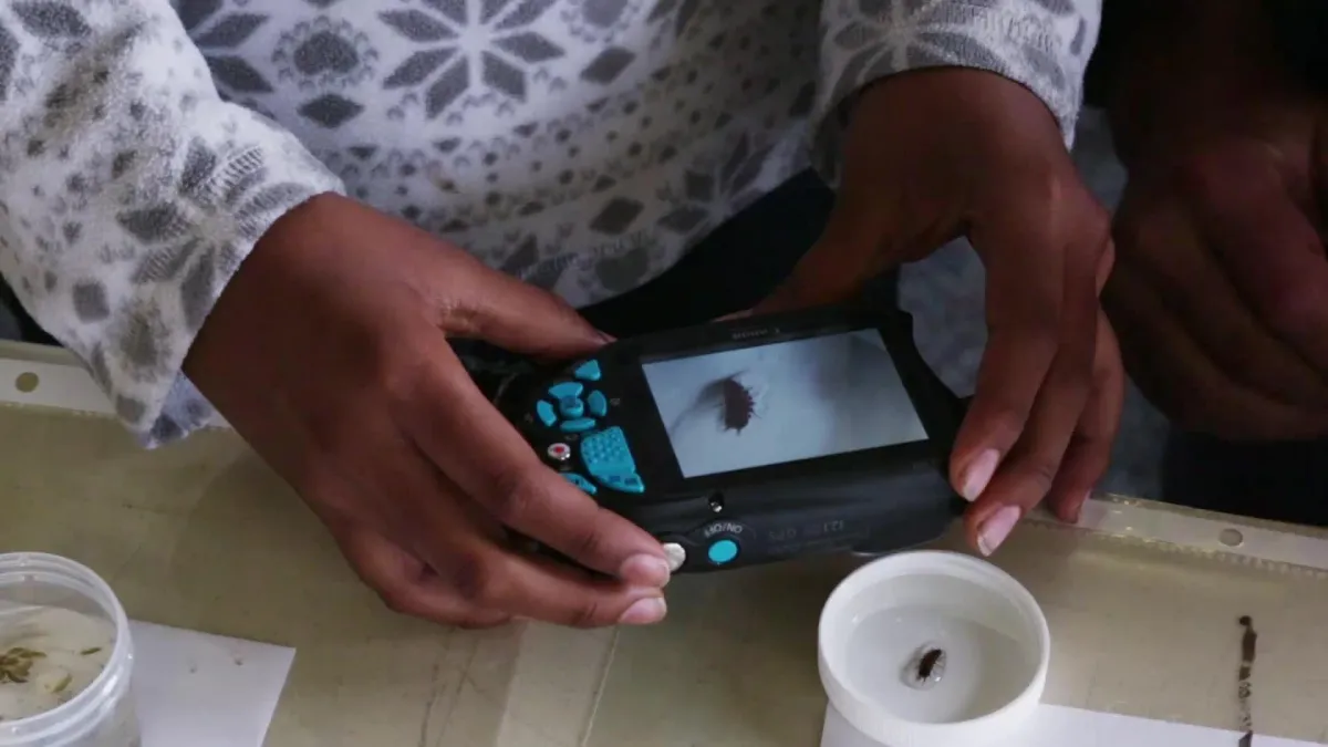 A student holds a small camera over a dish with an insect in it.