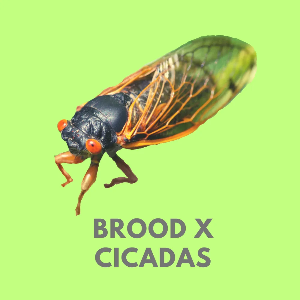 Brood X Cicadas