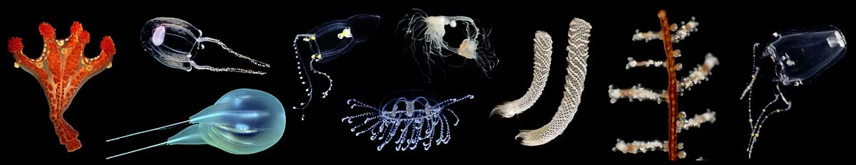 A collection of invertebrate specimens against a black background