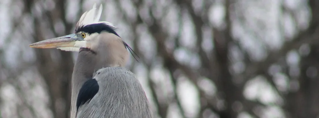 Side view of a great blue heron standing. It is a large bird with large, blue-gray wings, a long, pointed beak, and a crest of white features atop its head. In the background are out of focus tree trunks and branches.