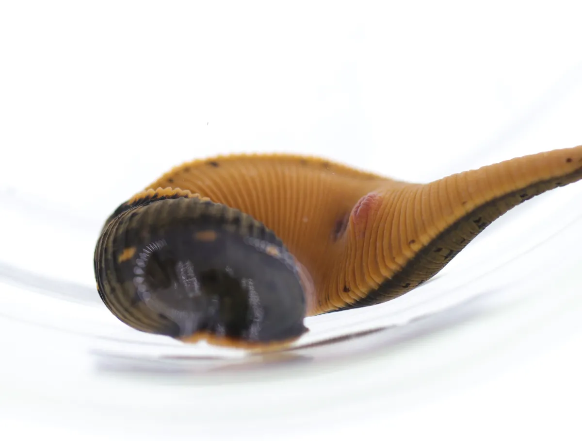 A close up of a leech in a dish