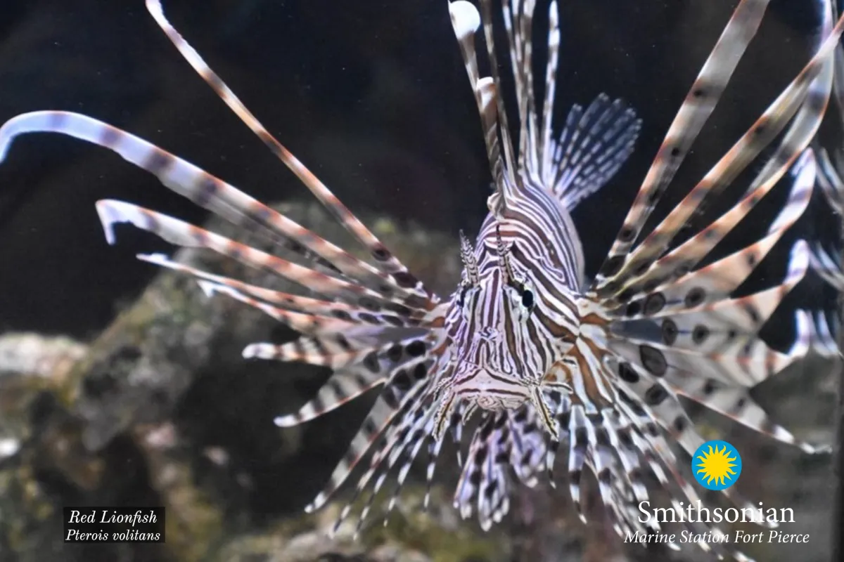 Lionfish