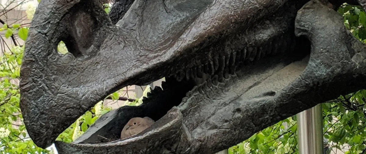 A small, light brown mourning dove sitting in the lower jaw of a Triceratops skull outside the Natural History Museum.